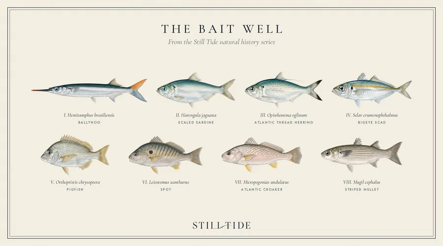 The Bait Well