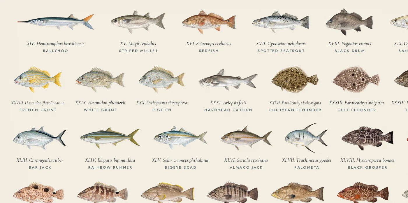 Detail: sharks, flats and inshore fish at full resolution