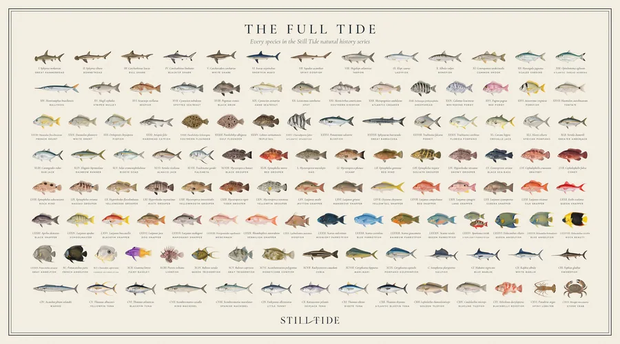 The Full Tide