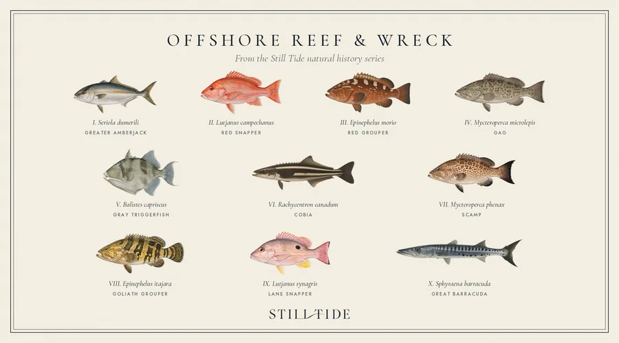 Offshore Reef & Wreck