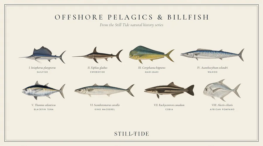 Offshore Pelagics & Billfish collection plate