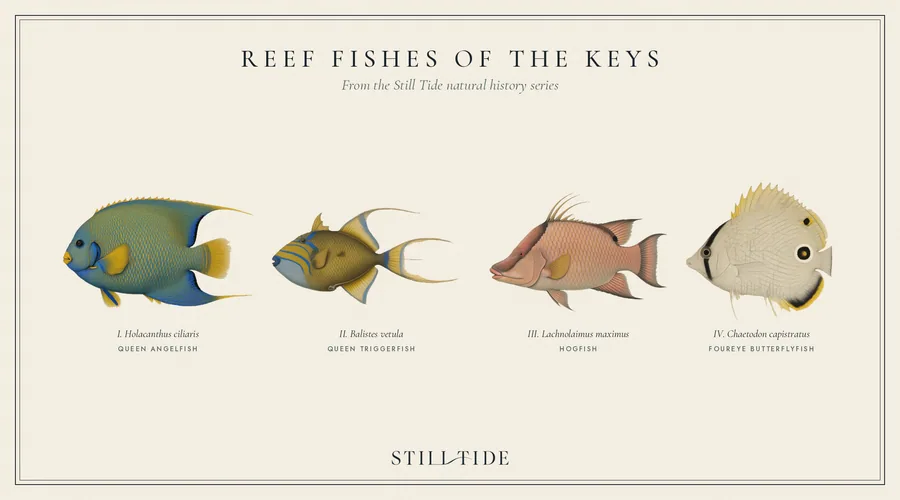 Reef Fishes of the Keys collection plate