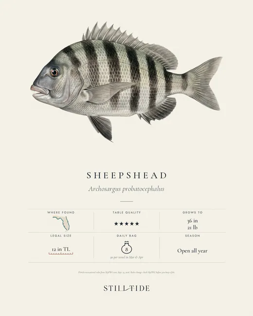 Sheepshead print