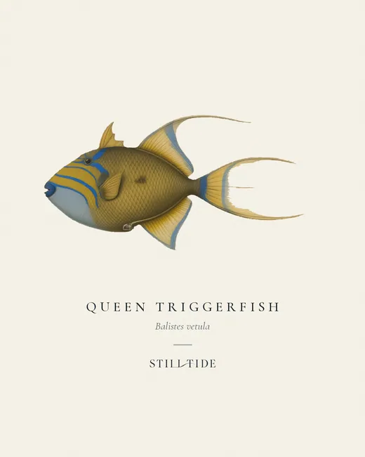 Queen Triggerfish specimen print