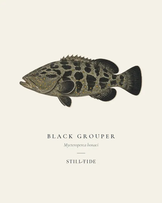 Black Grouper specimen print