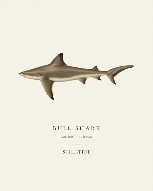 Bull Shark specimen print