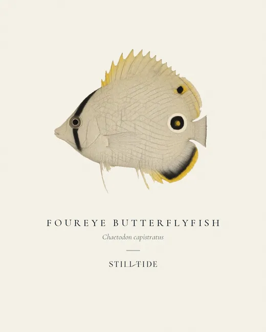 Foureye Butterflyfish specimen print