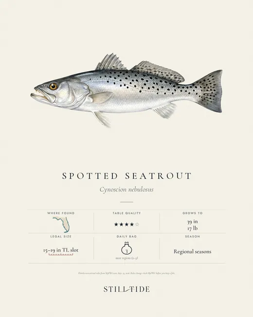 Spotted Seatrout print