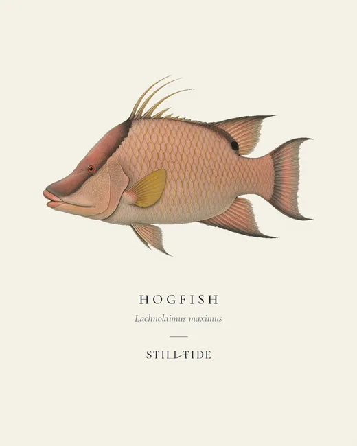 Hogfish specimen print