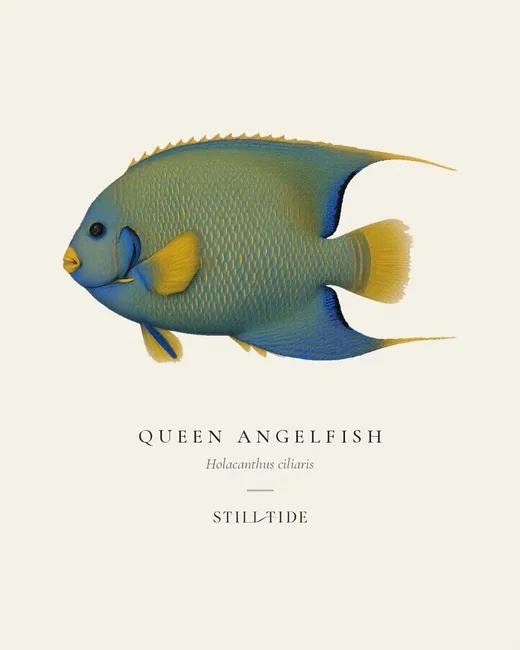 Queen Angelfish specimen print