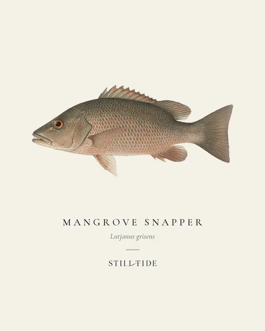 Mangrove Snapper specimen print