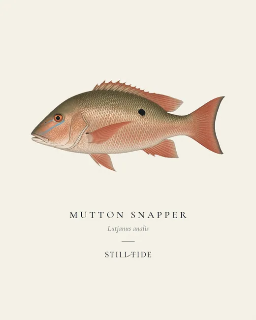 Mutton Snapper specimen print