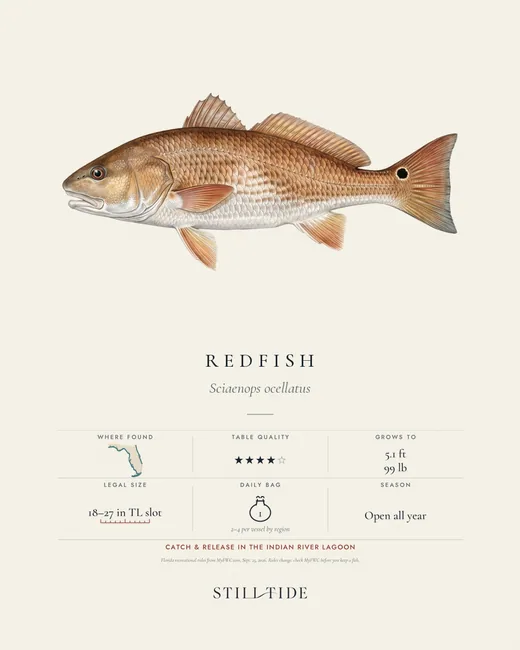 Redfish print