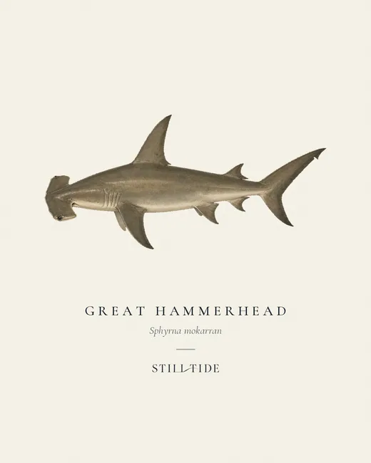 Great Hammerhead specimen print