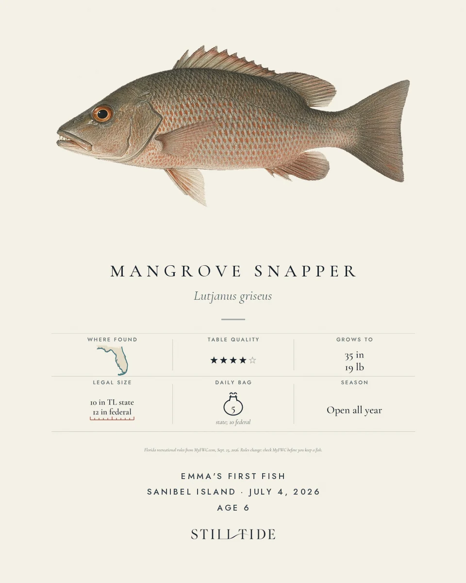Example first-catch print of a Mangrove Snapper, lettered with a name, a place and a date